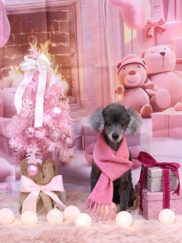 20241228もっぷくん